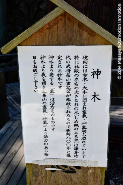 三峯神社/御神木